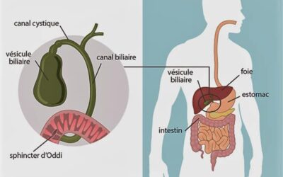 La vésicule biliaire : Fonctions, émotions et conseils