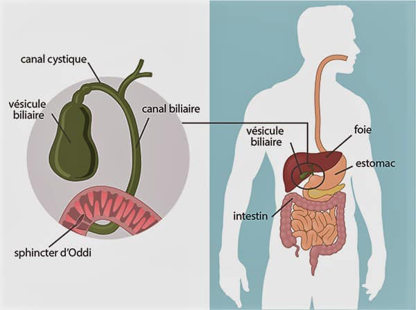 La vésicule biliaire : Fonctions, émotions et conseils